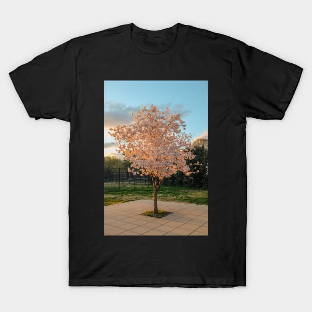 Cherry Blossom 7 T-Shirt by igjustin